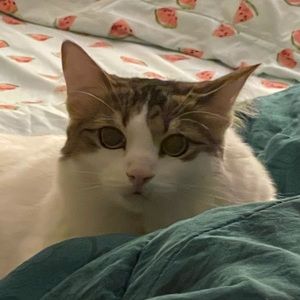 Meet your Posher, Rachel